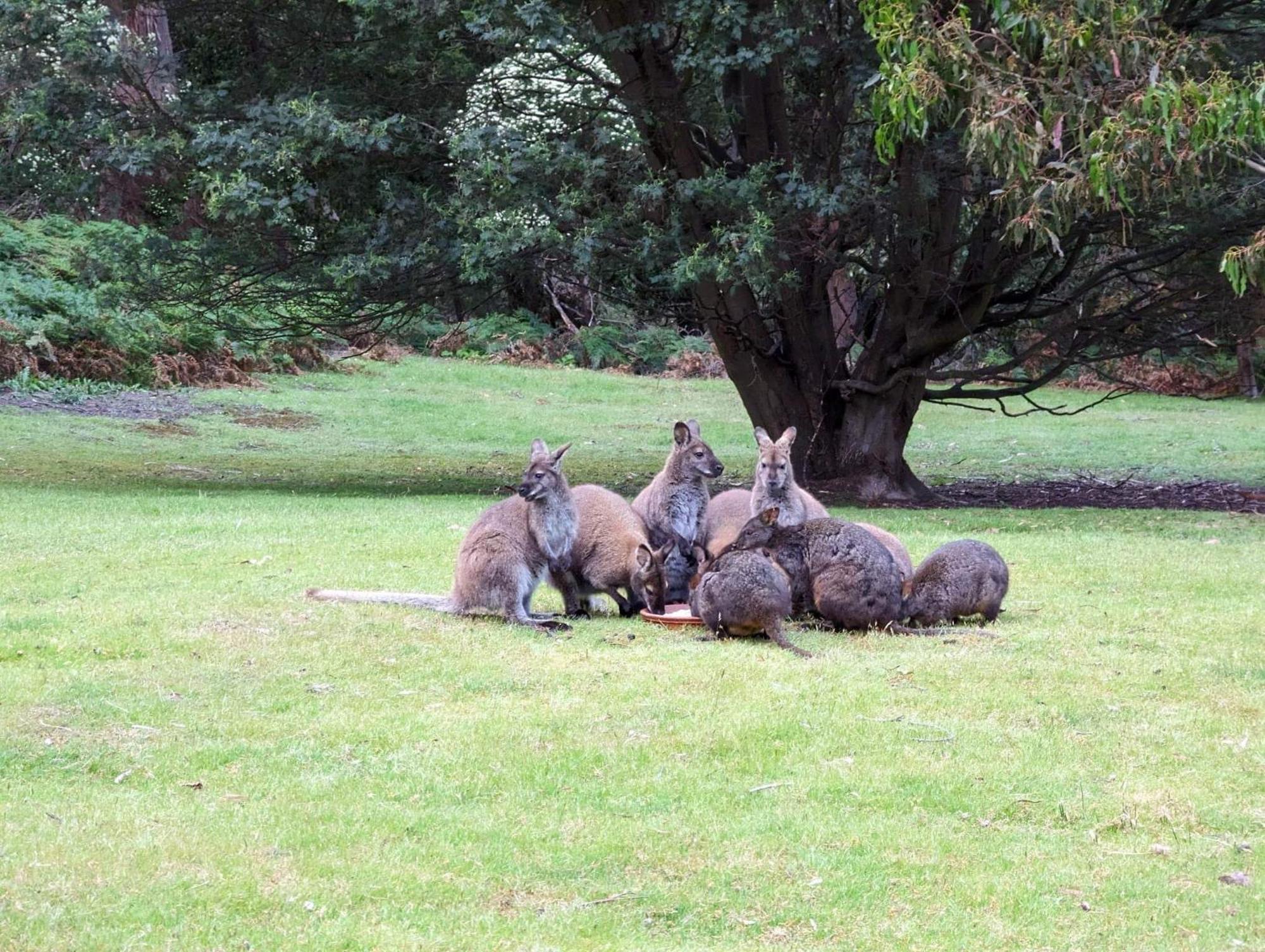 Base Camp Tasmania Hotel New Norfolk Bagian luar foto